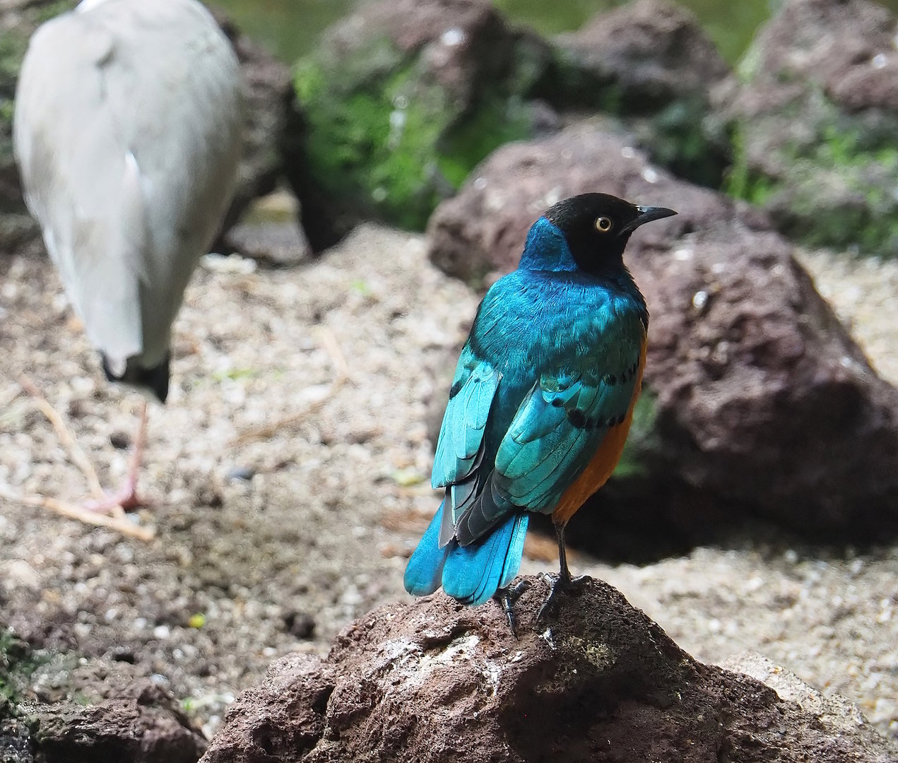 Superb starling (Lamprotornis superbus), 2022-08-28
