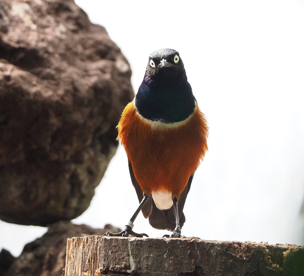 Superb starling (Lamprotornis superbus), 2022-08-28