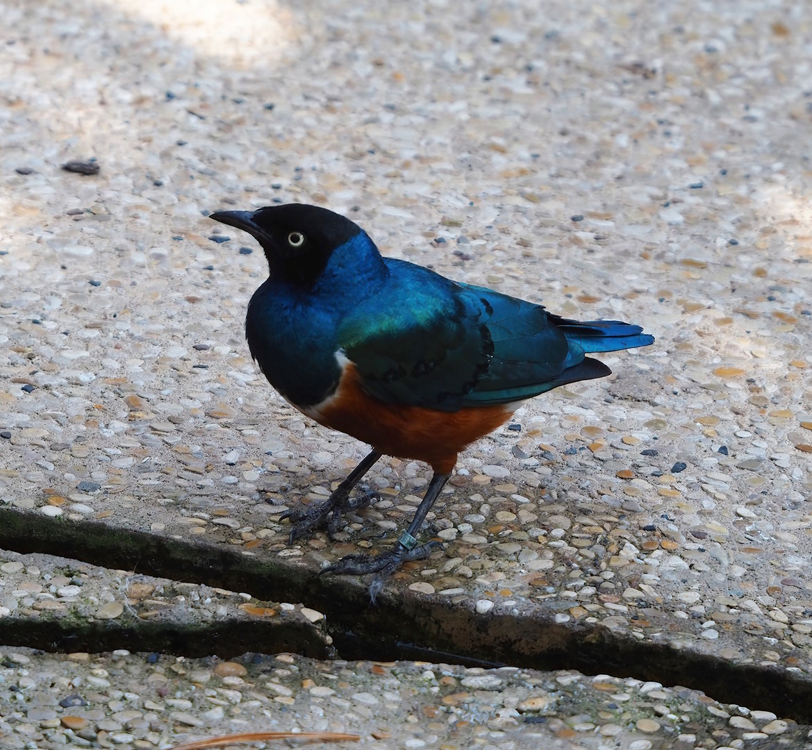 Superb starling (Lamprotornis superbus), 2022-09-04