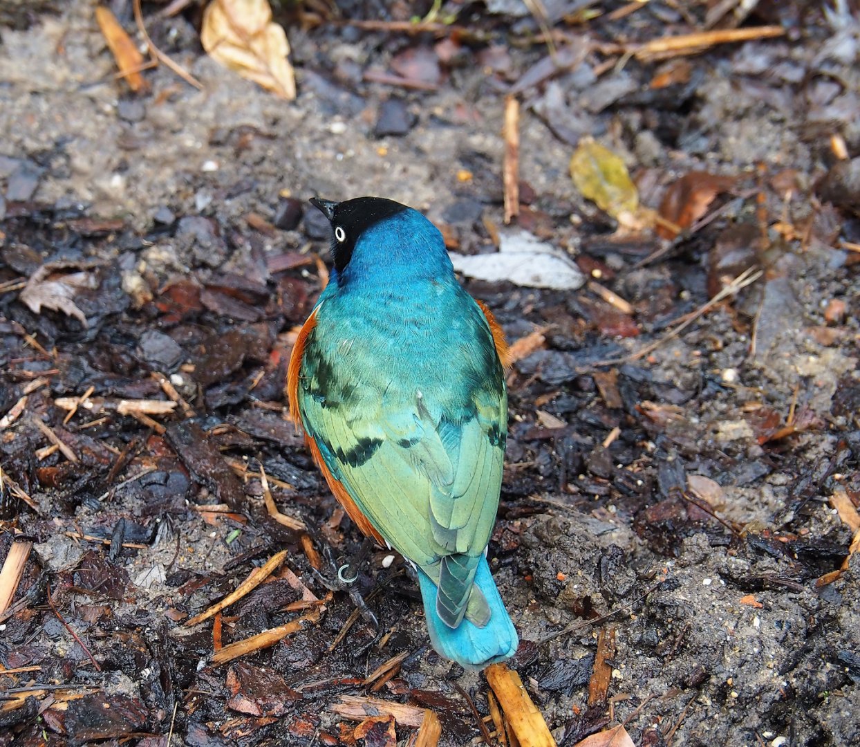 Superb starling (Lamprotornis superbus), 2024-02-17