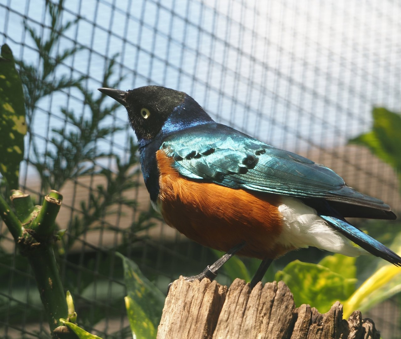 Superb starling (Lamprotornis superbus), 2024-05-23