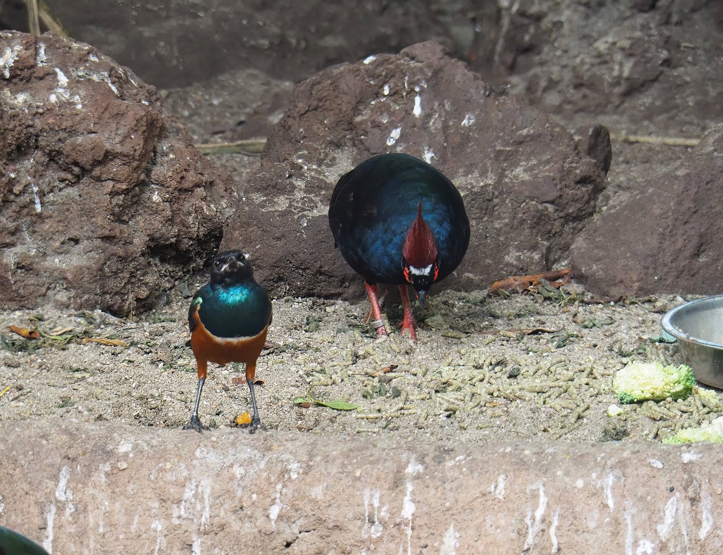 Superb starling (Lamprotornis superbus) and Crested wood partridges (Rollulus rouloul), 2022-08-28