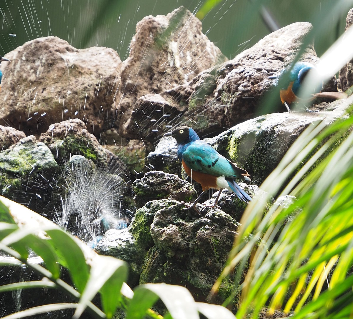Superb starling (Lamprotornis superbus) and Superb starling splashing in waterfall, 2022-08-28