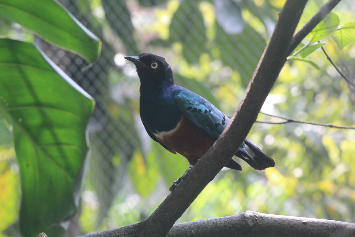 Superb starling (Lamprotornis superbus) - Animalium BRIN