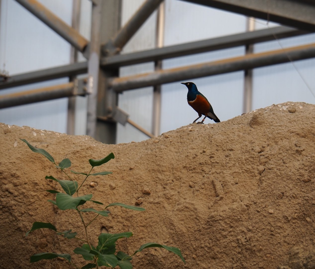 Superb starling (Lamprotornis superbus), Nov 10th, 2018