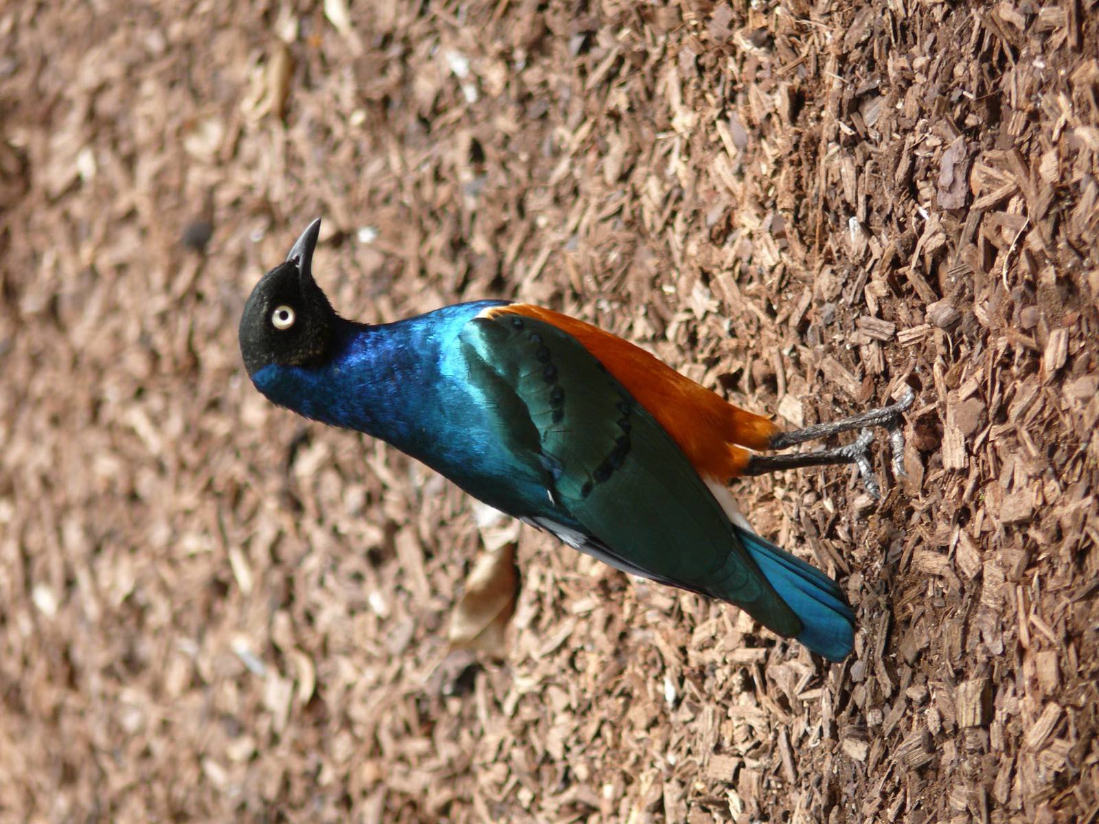 Superb starling (Lamprotornis superbus)