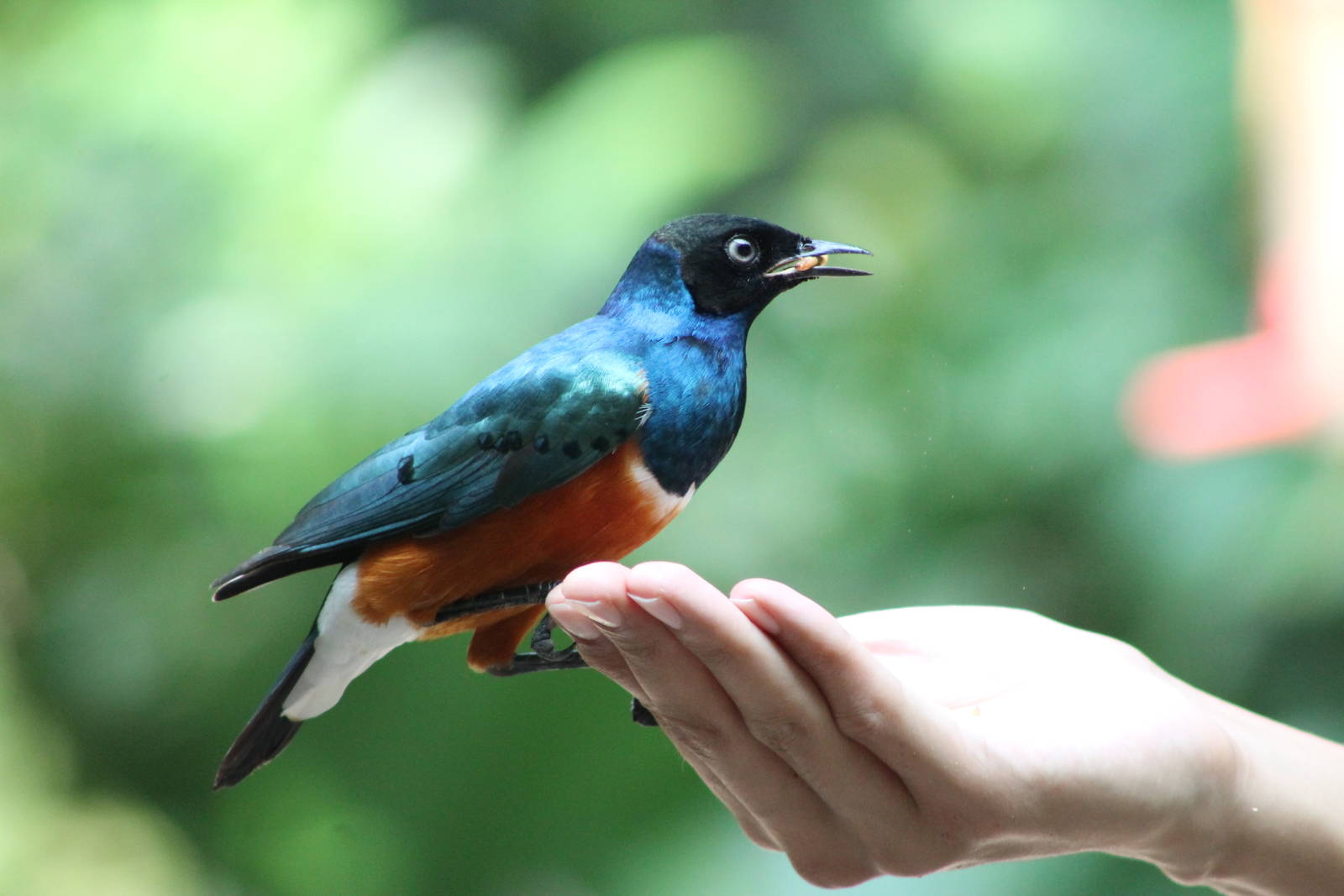 superb starling (Lamprotornis superbus)