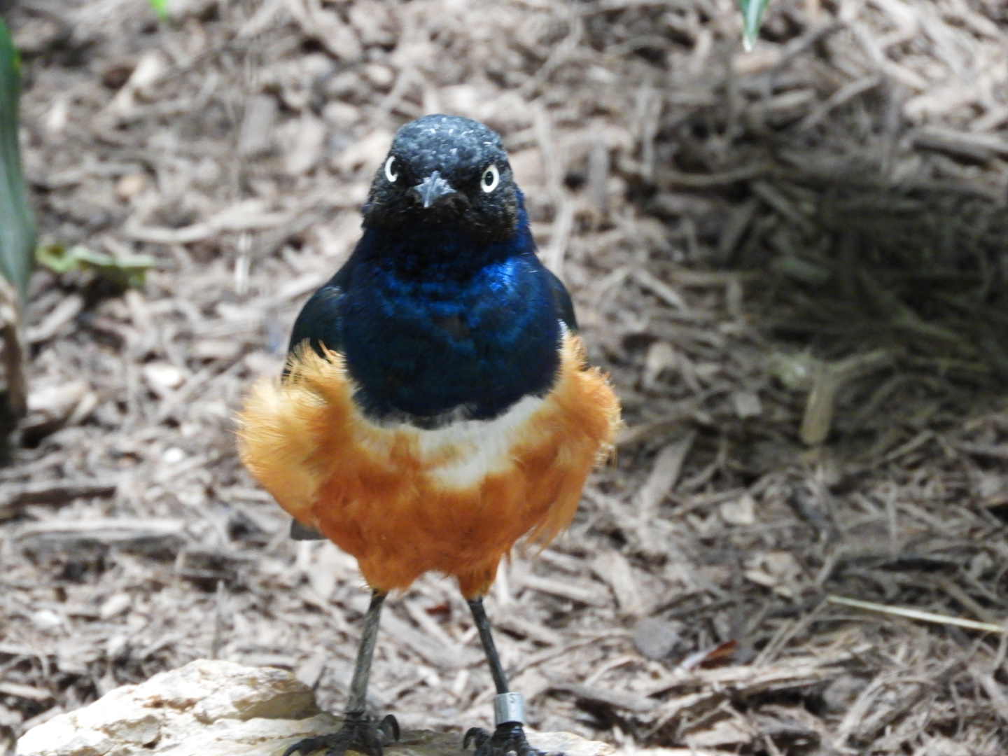 Superb Starling (Lamprotornis superbus)