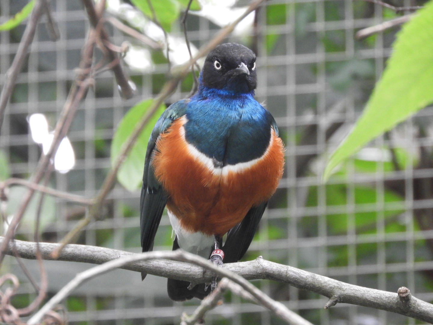 Superb Starling (Lamprotornis superbus)