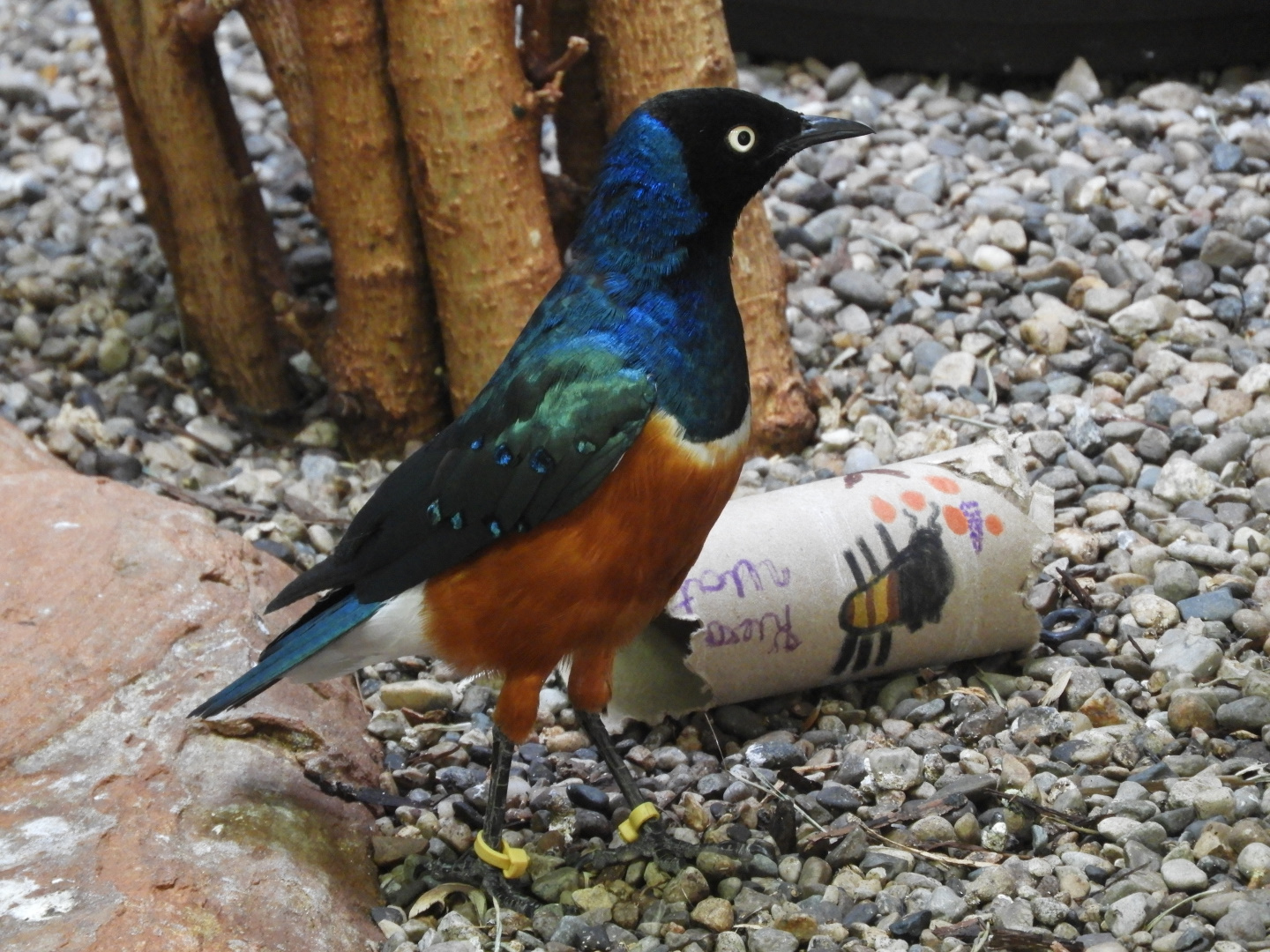Superb Starling (Lamprotornis superbus)