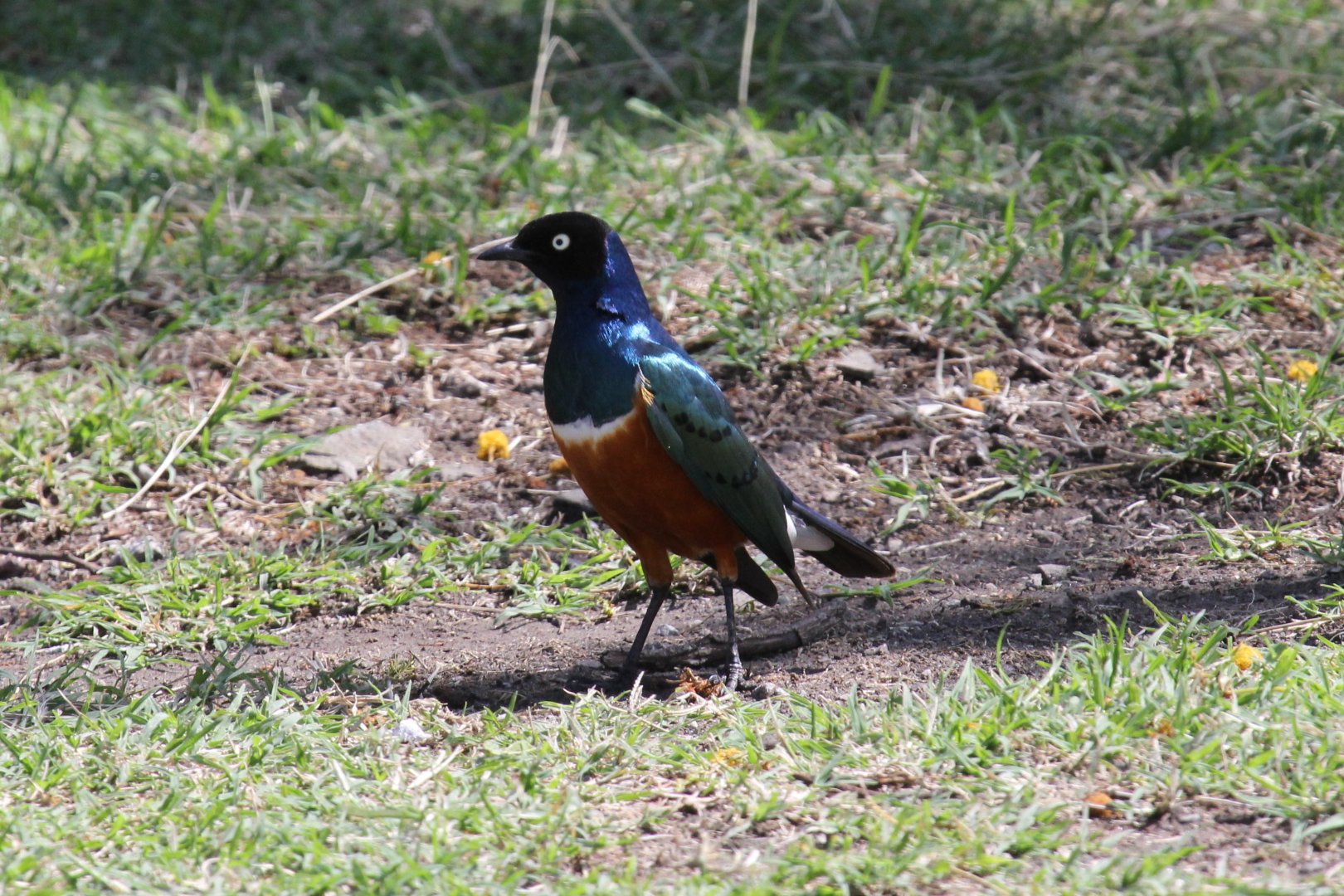 superb starling (Lamprotornis superbus)