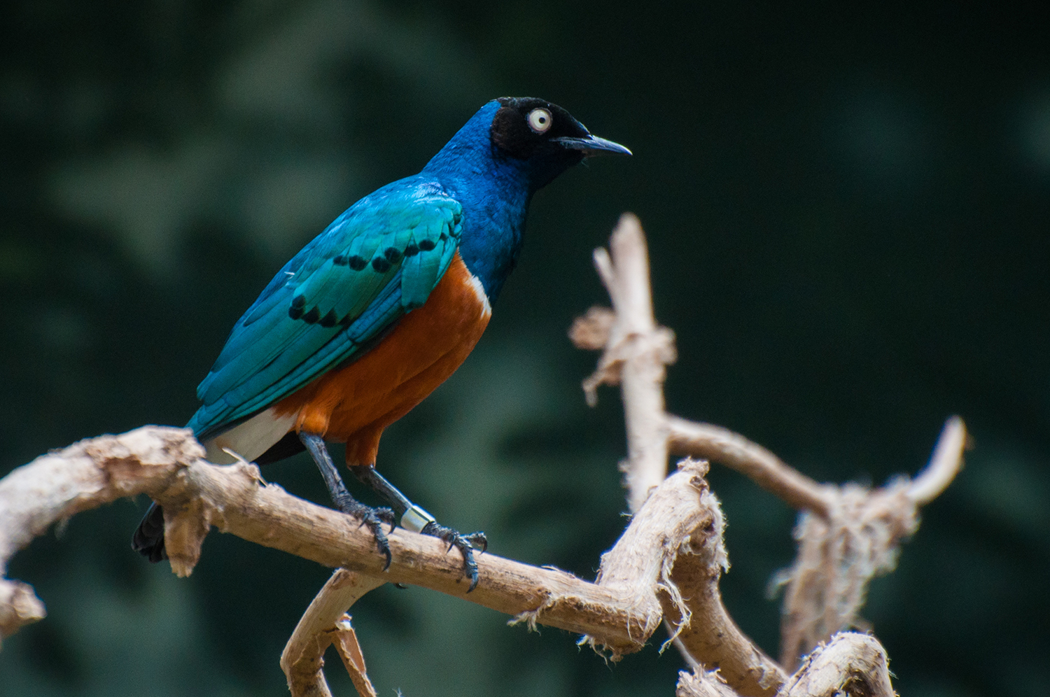 Superb starling (Lamprotornis superbus)
