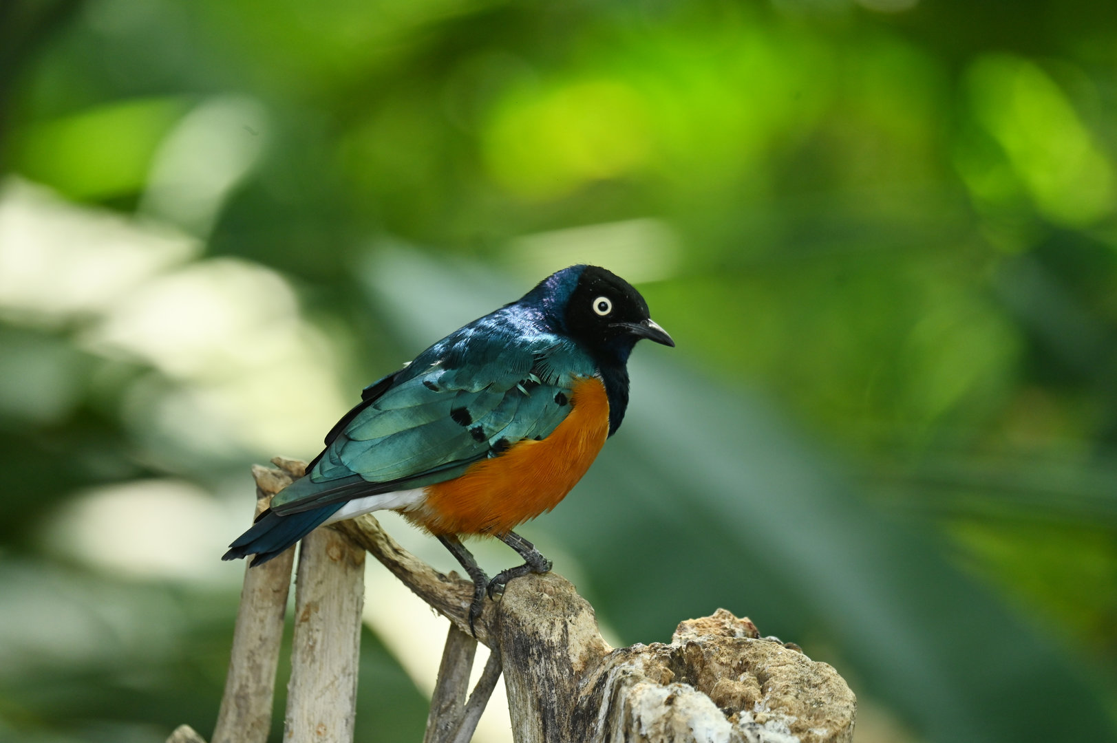 Superb starling Lamprotornis superbus