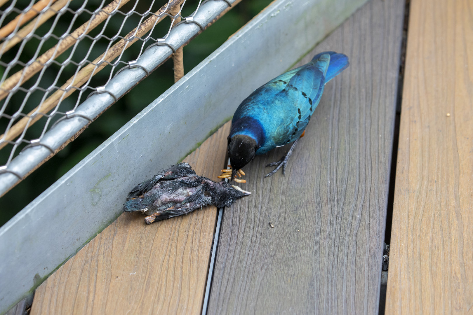 Superb starling (Lamprotornis superbus)
