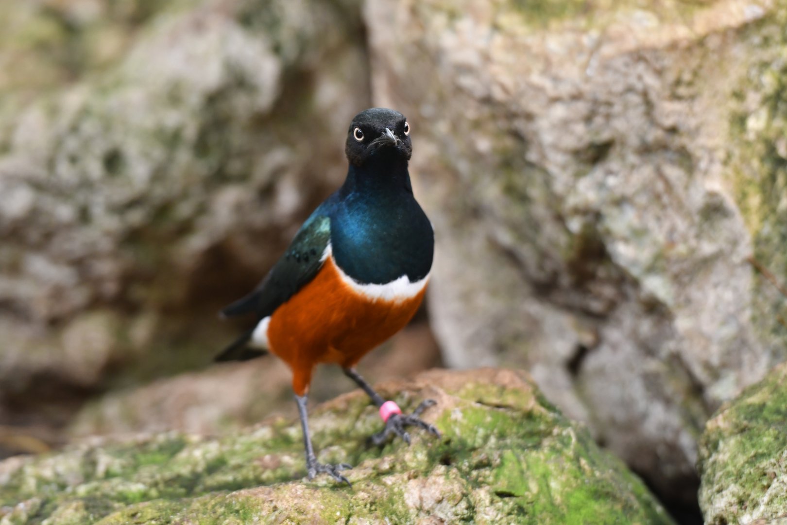 Superb Starling Lamprotornis superbus