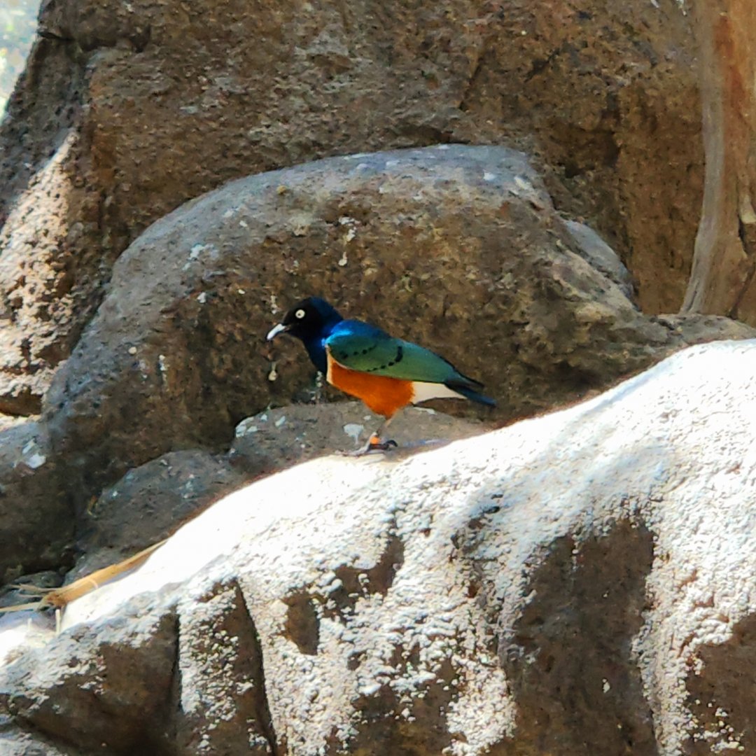 Superb Starling (Lamprotornis superbus)