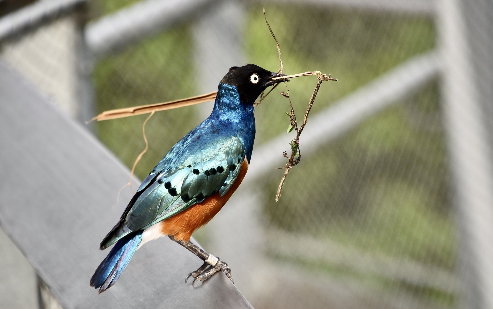 Superb Starling (Lamprotornis superbus)
