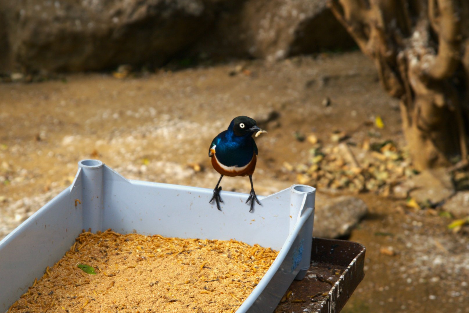Superb Starling (Lamprotornis superbus)