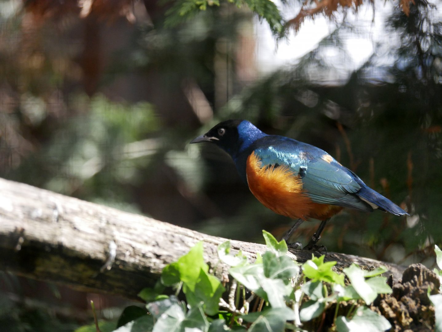 Superb starling (Lamprotornis superbus)
