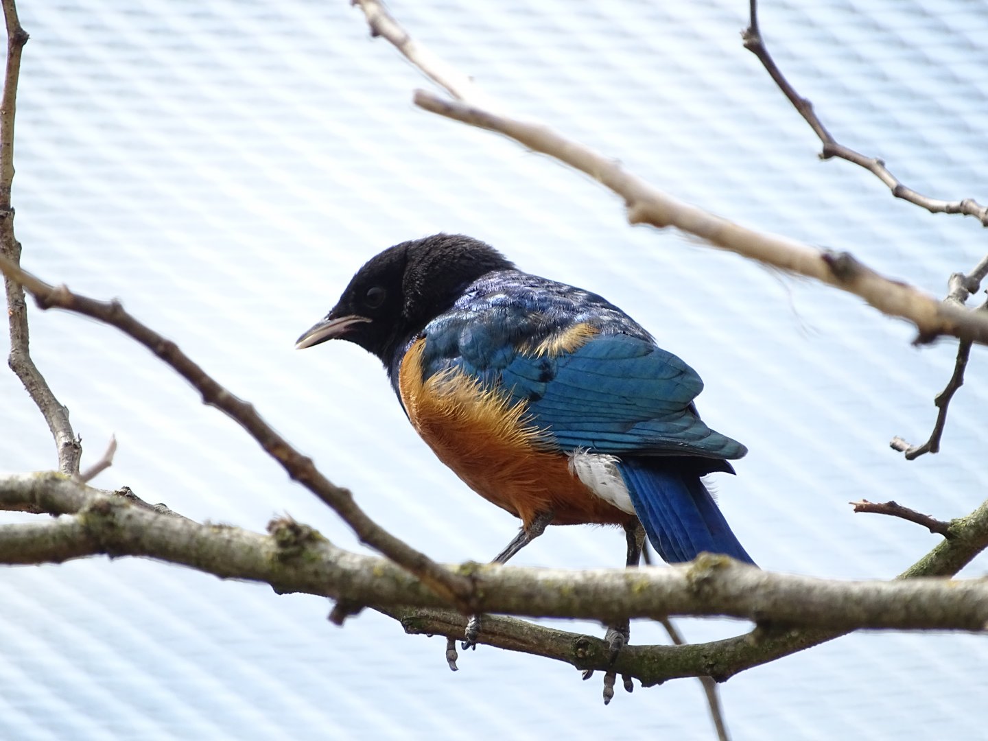 Superb starling (Lamprotornis superbus)