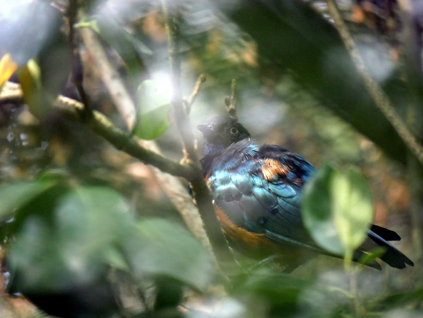 Superb starling (Lamprotornis superbus)
