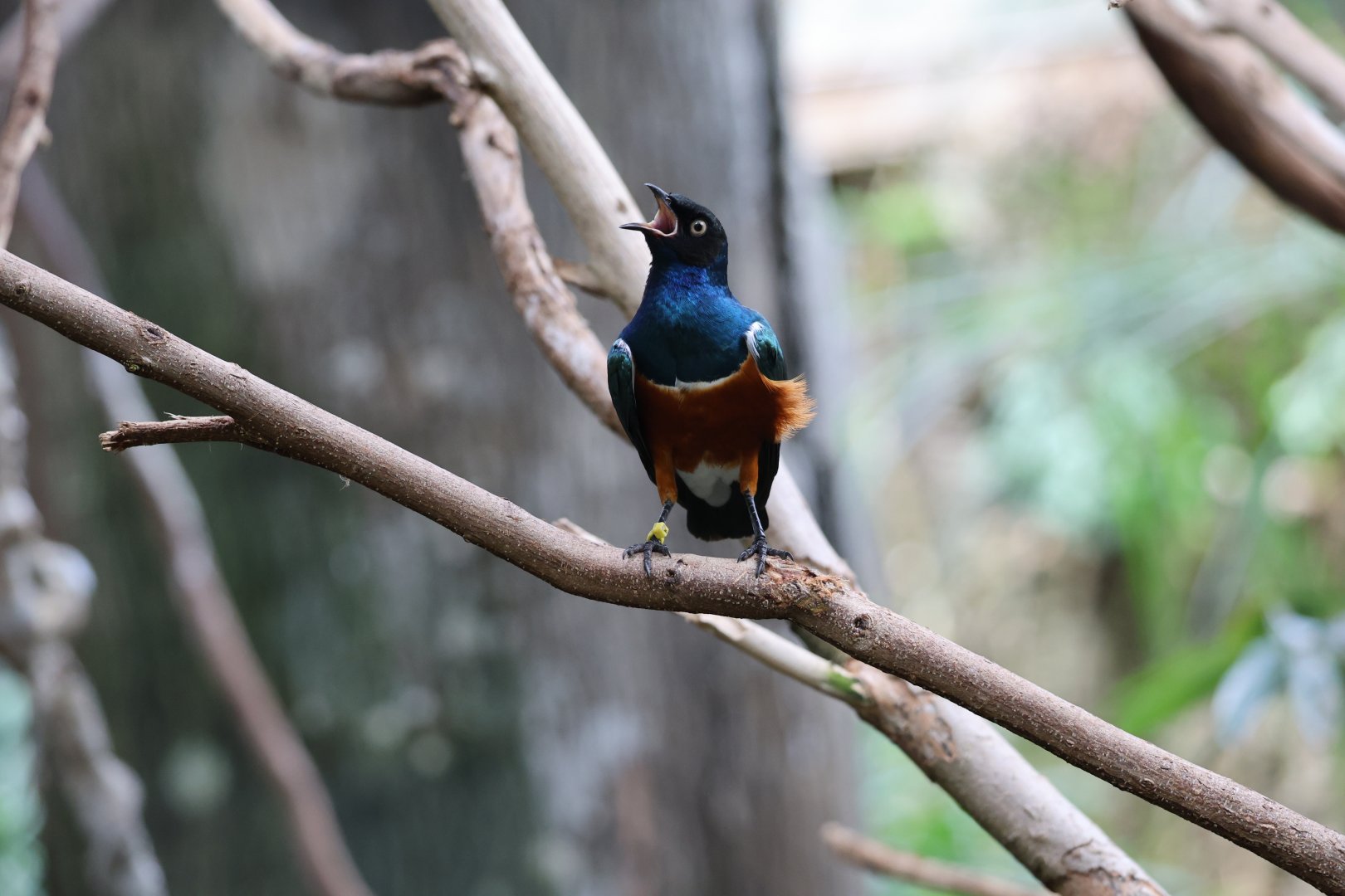 Superb starling (Lamprotornis superbus)