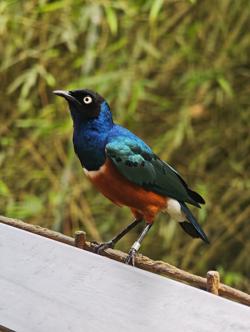 Superb Starling (Lamprotornis superbus)
