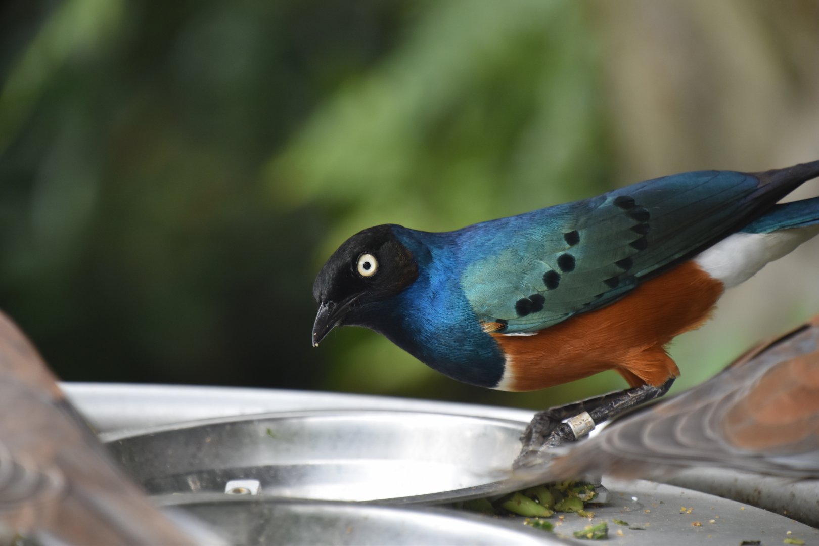 Superb starling, Lamprotornis superbus