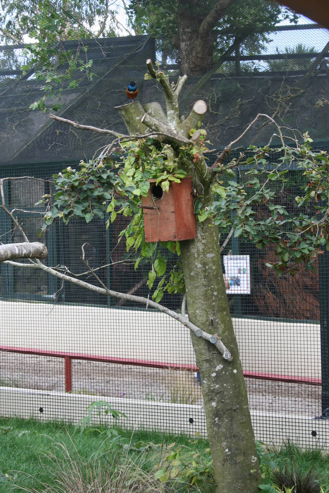 Superb Starling Nesting Tree