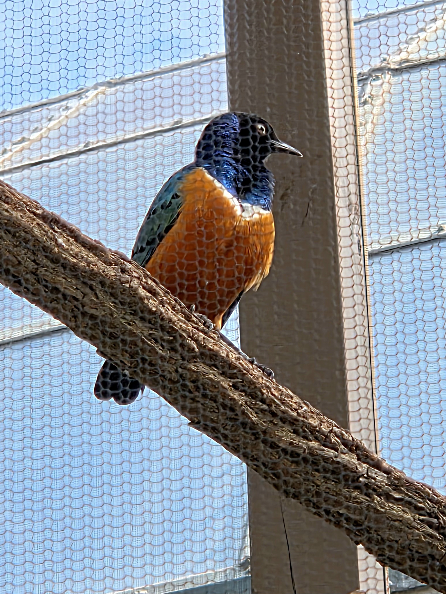 Superb Starling-Riverbanks Zoo