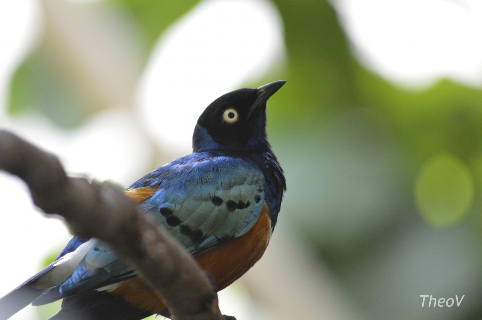 Superb starling - Tropic Zone [2017]