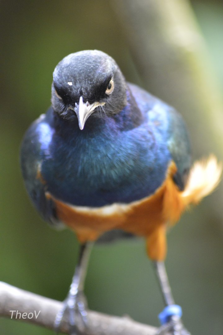 Superb starling - Tropic Zone [2017]