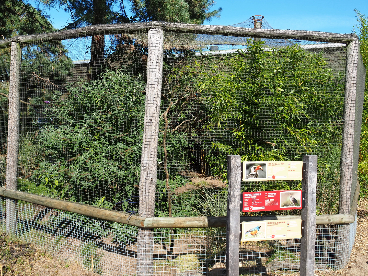 Superb starling, Von der Decken's hornbill and yellow-necked francolin aviary, 2019-09-15