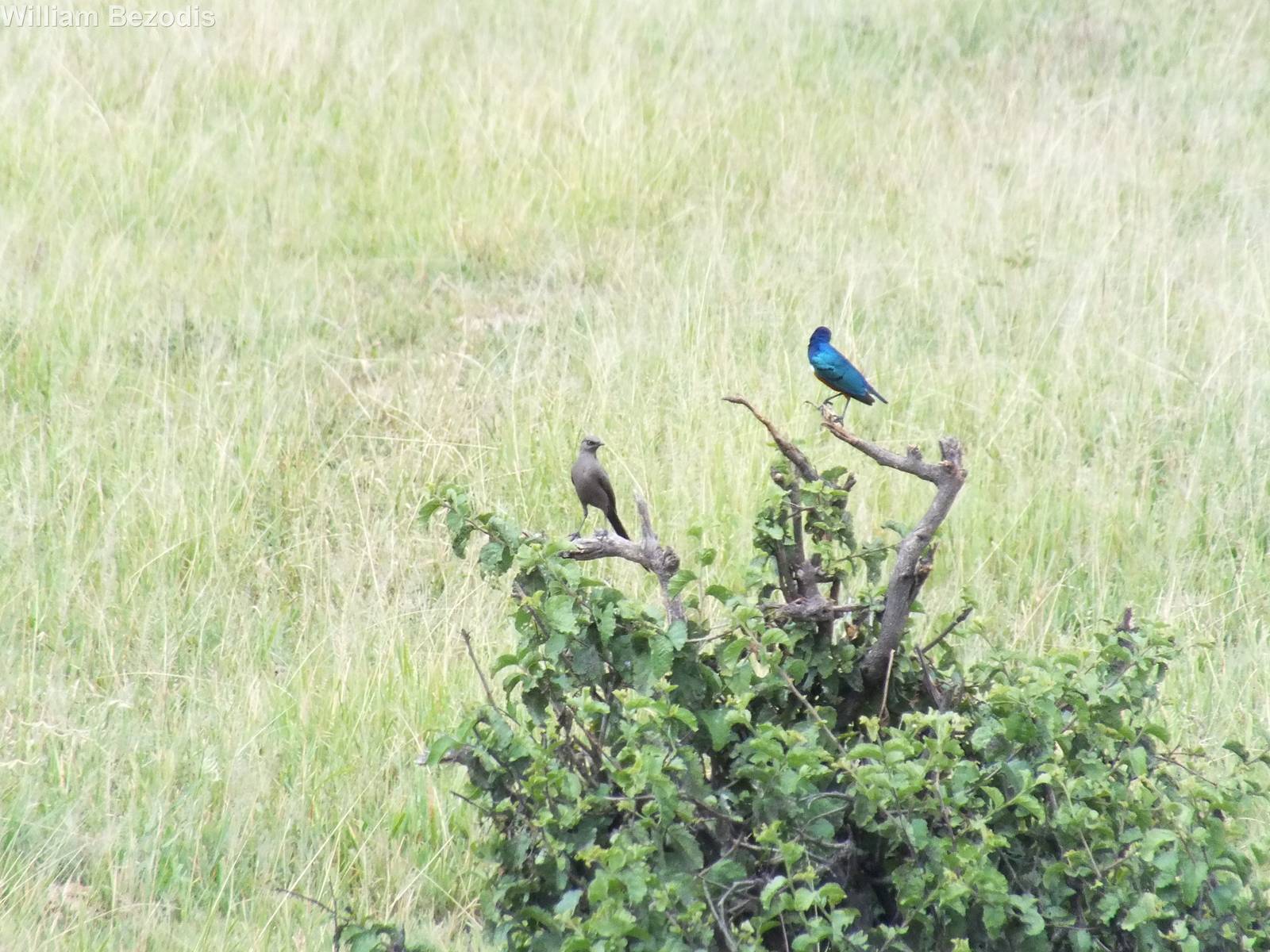 Superb Starling with Ashy Starling