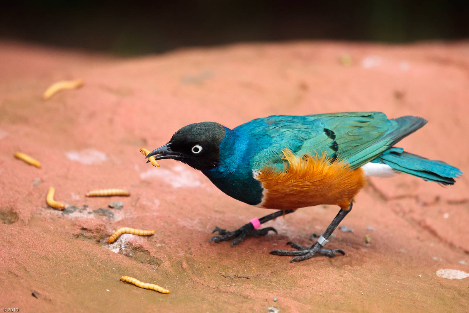 Superb Starling with Mealworm