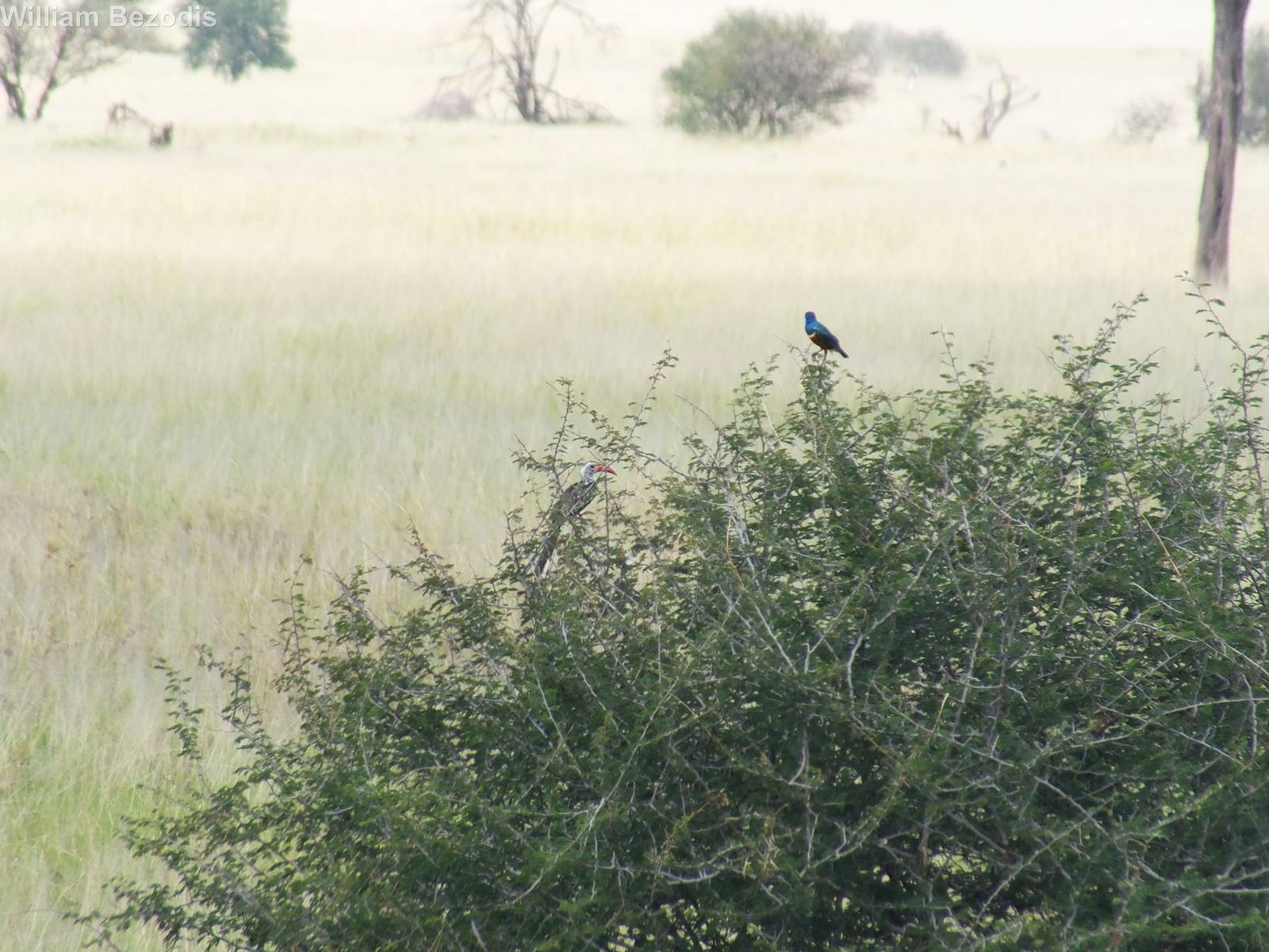Superb Starling with Red-billed Hornbill