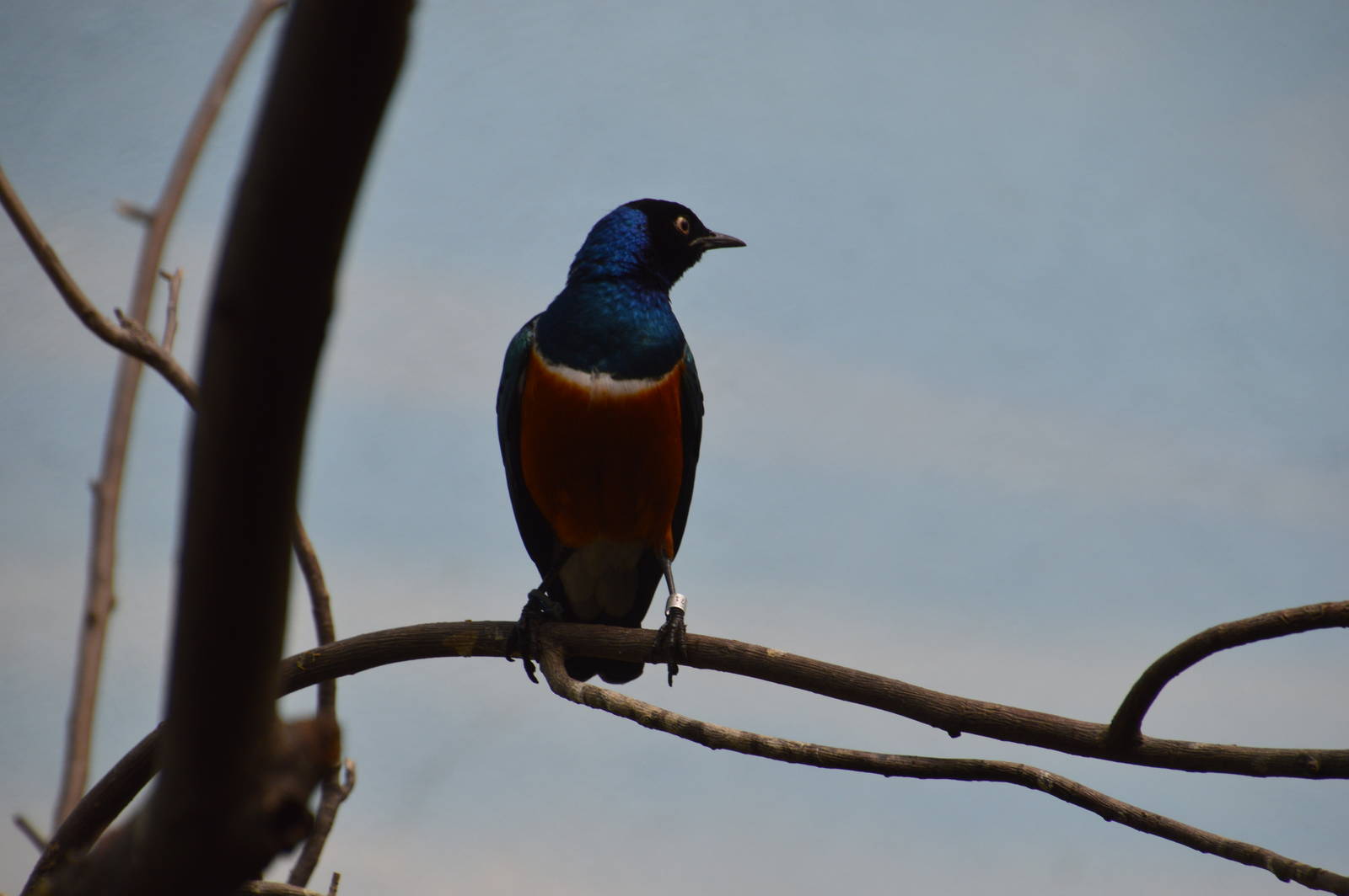 Superb Starling - World of Birds 031215