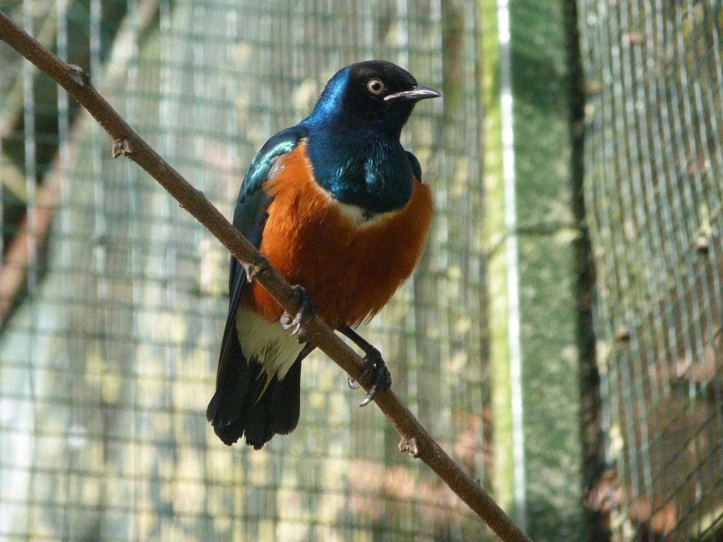 Superb starling -Zoo de Santillana del Mar (2024)