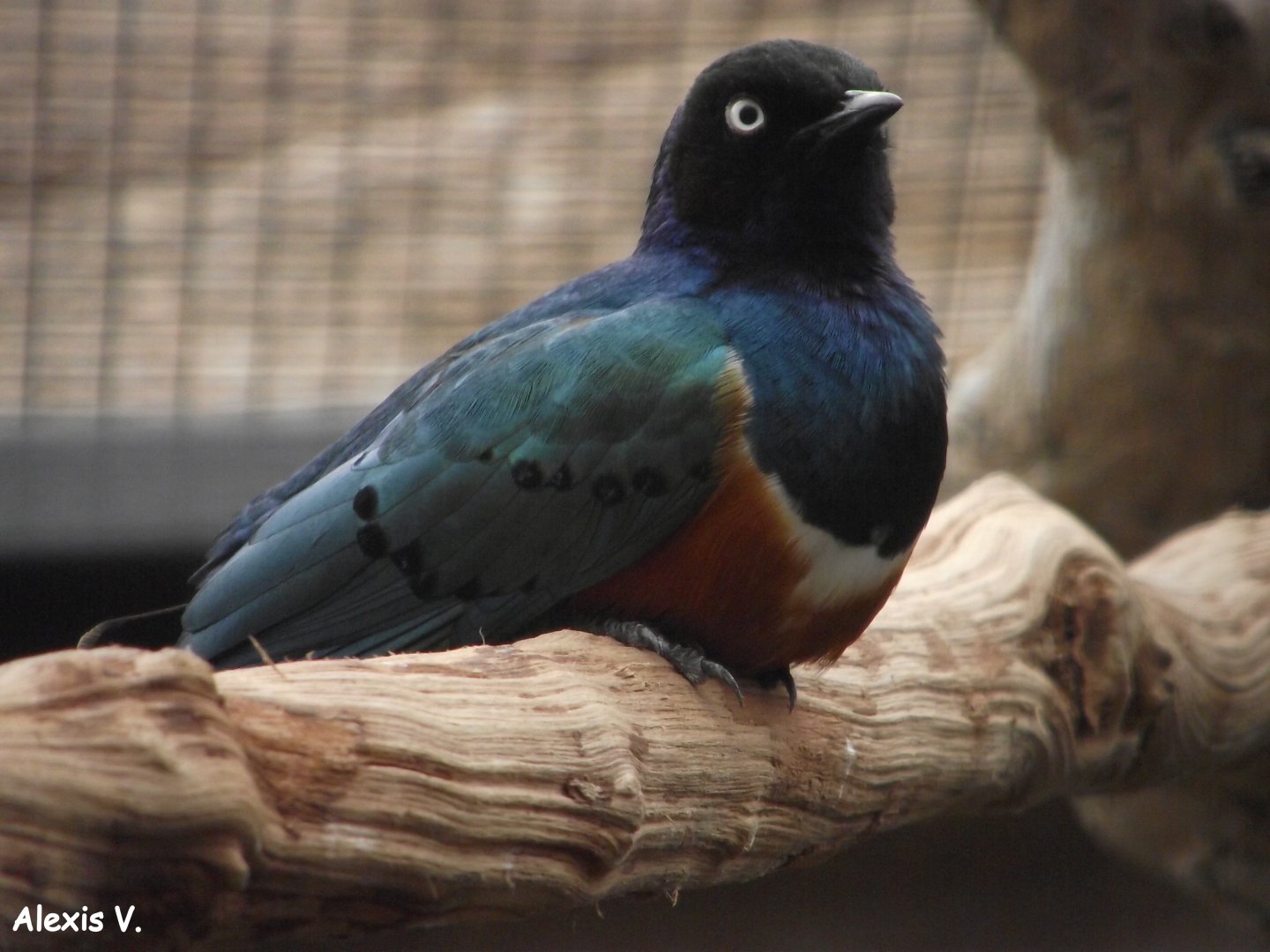 Superb Starling - Zooparc de Beauval - 04/2013