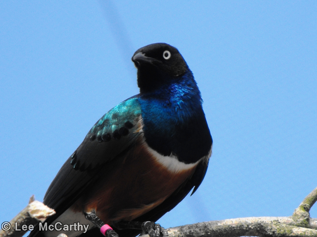 Superb Starling