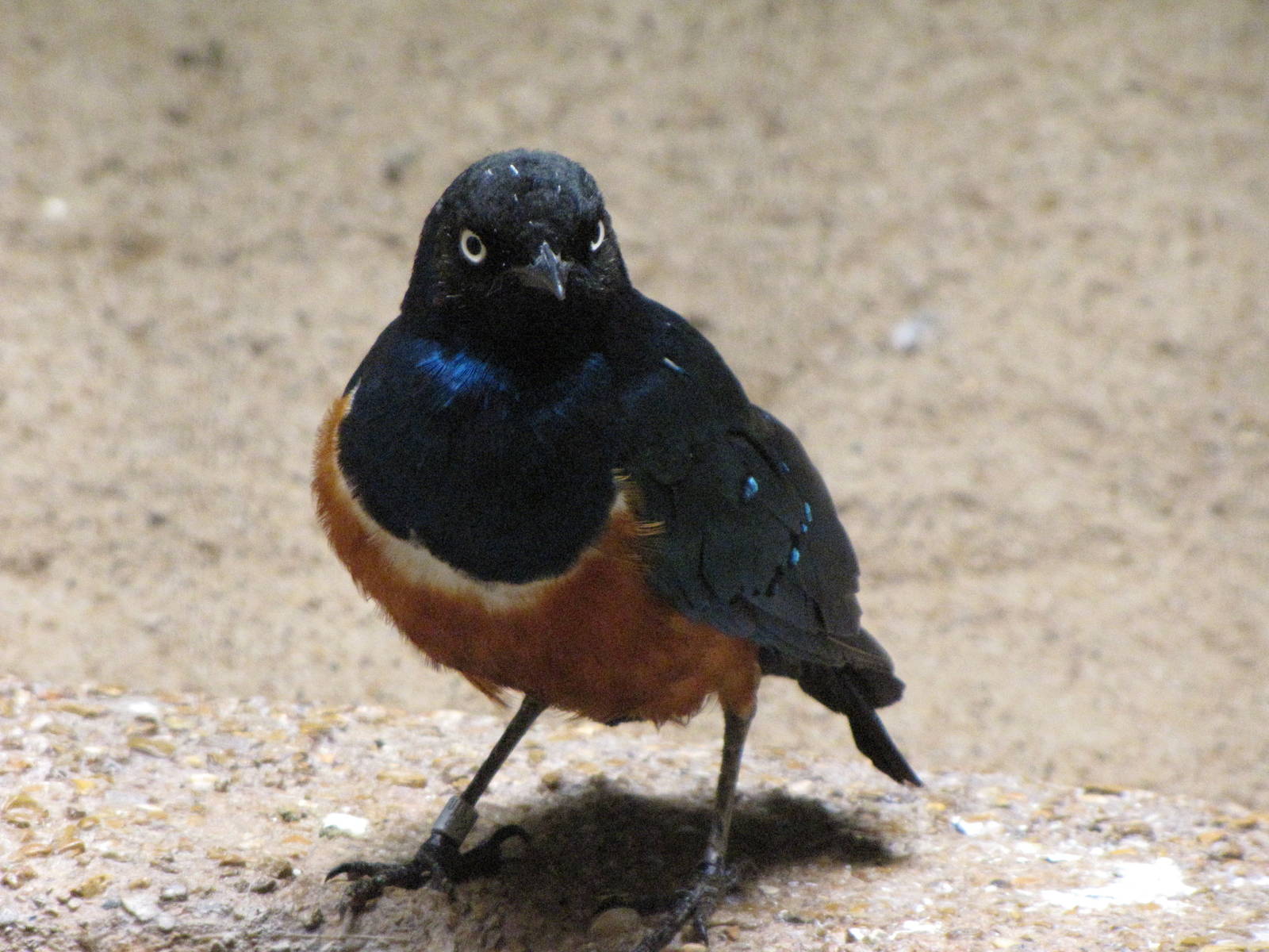 Superb Starling