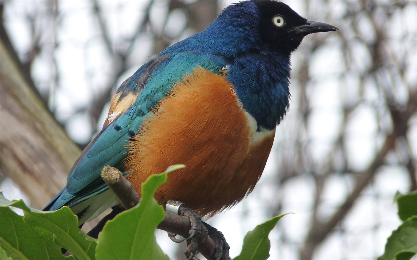 Superb Starling