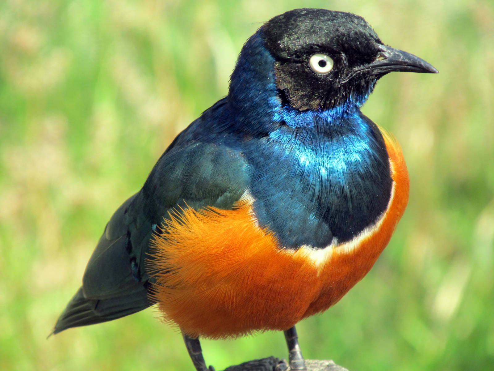 Superb Starling