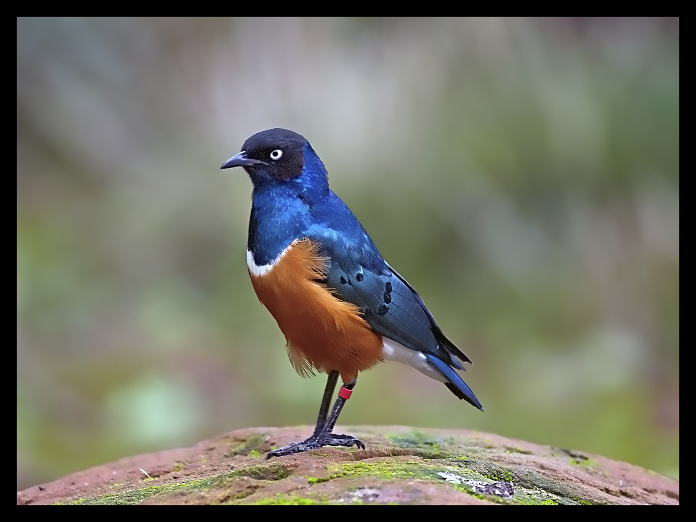 Superb Starling
