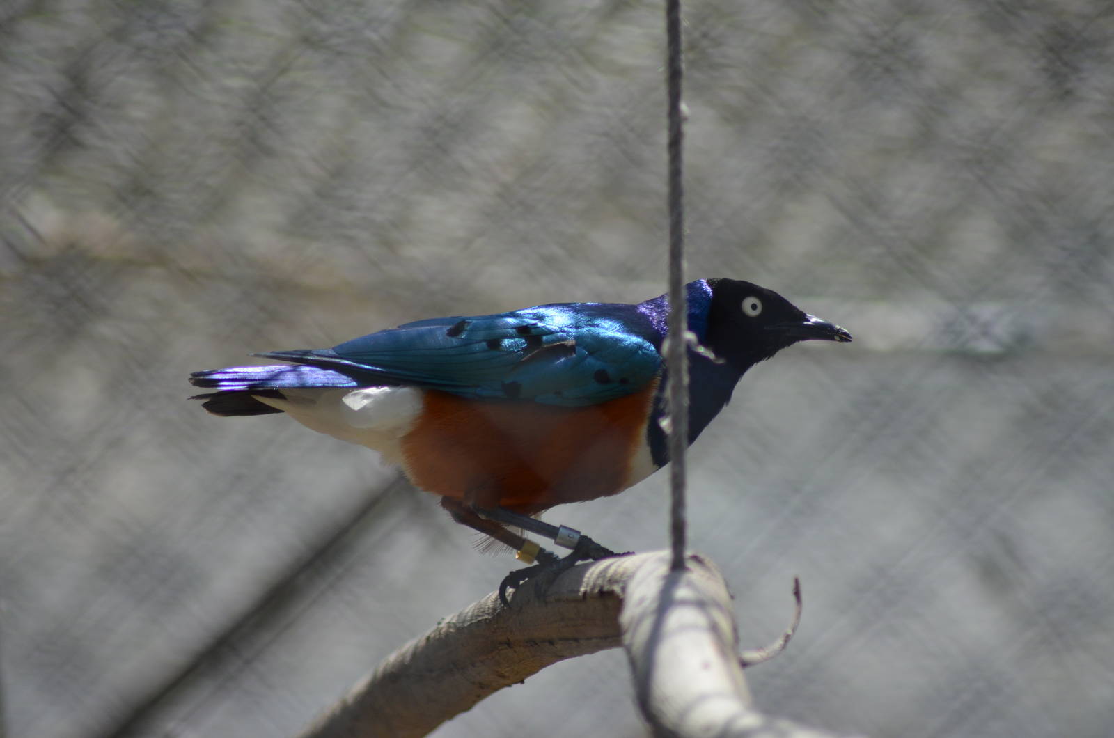 Superb Starling
