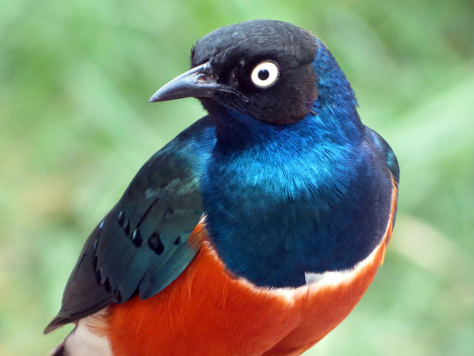 Superb Starling