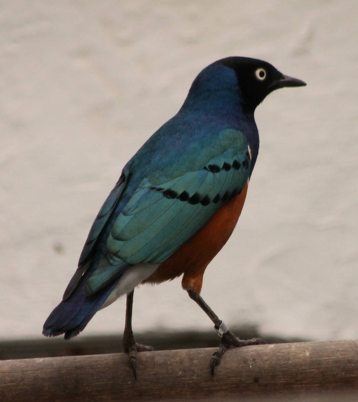 superb starling