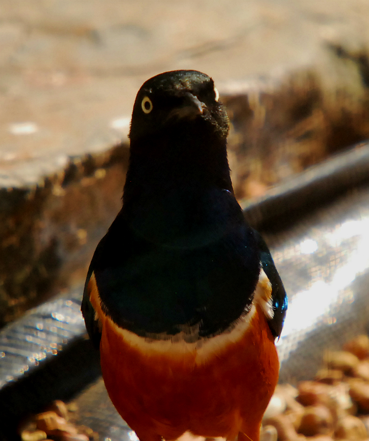 SUPERB STARLING