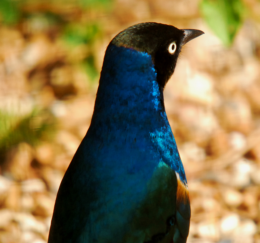 SUPERB STARLING