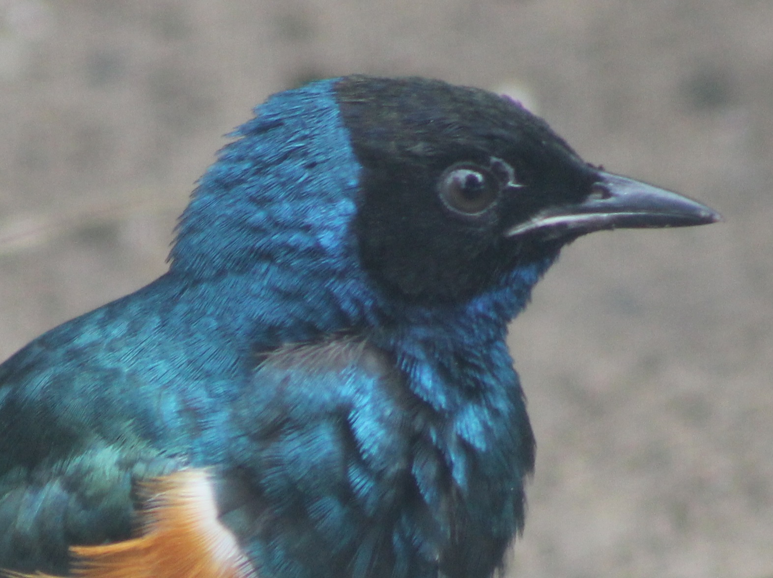 Superb starling